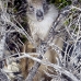 hutia_desmarest_chiq_jar_v_0168_cub2283.jpg